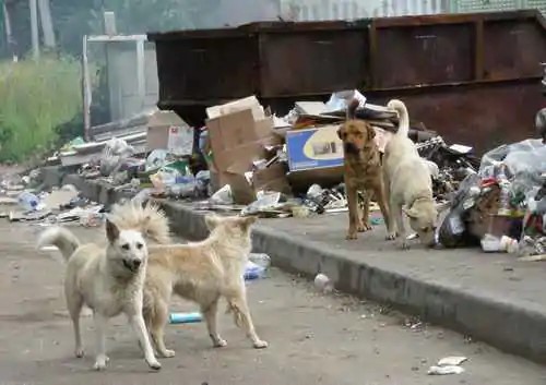 FIM DA CACHORRADA – Prefeitura colocará Castra Móvel nas ruas de Porto Velho
