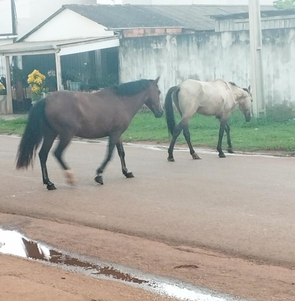 CAVALOS CONTINUAM DESFILANDO PELAS AVENIDAS DE GUAJARÁ MIRIM