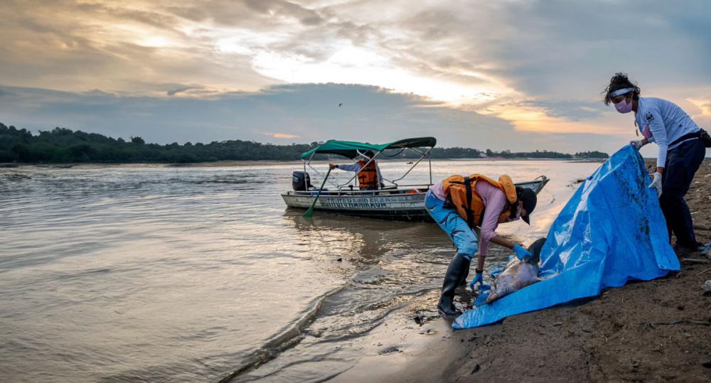 Botos da Amazônia: mortes de animais voltam a preocupar pesquisadores