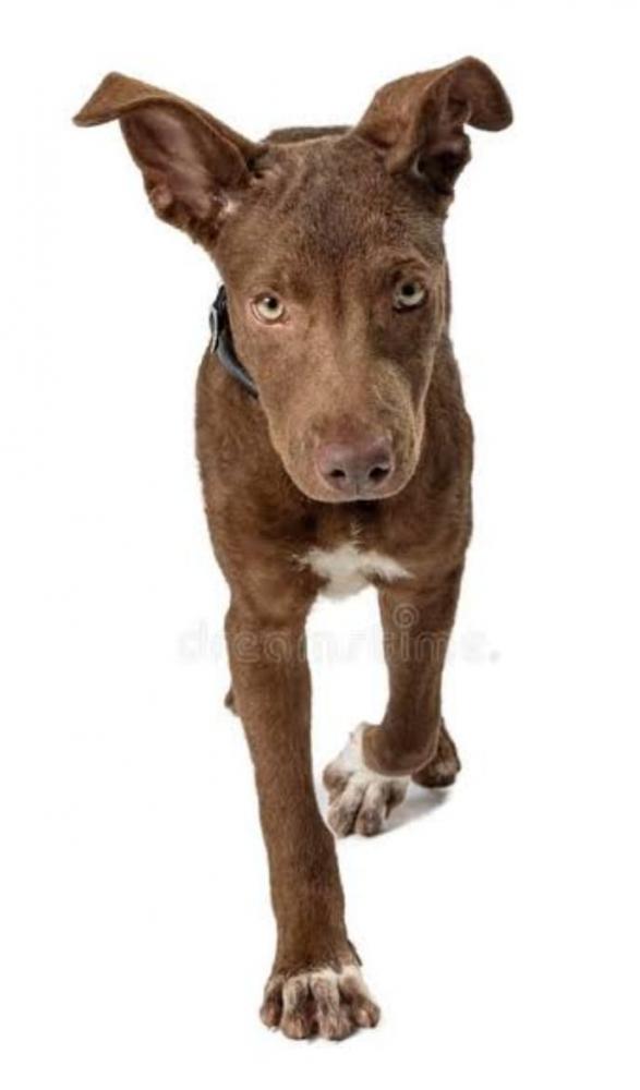 ADOLESCENTE FAZ APELO PARA QUE SEU CÃO DE ESTIMAÇÃO SEJA DEVOLVIDO