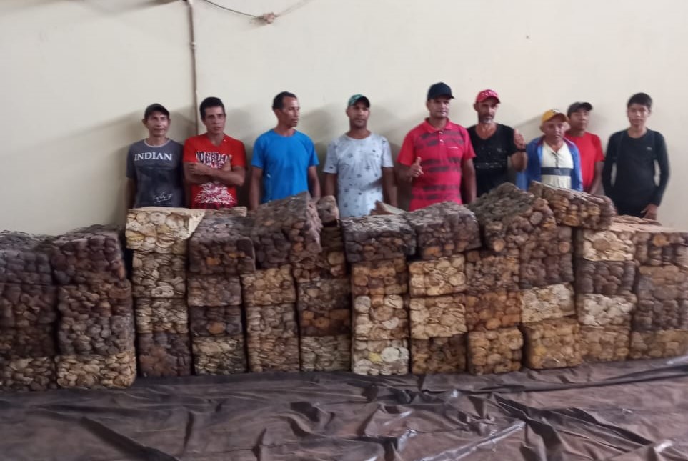 Guajará-Mirim volta a produzir borracha após 20 anos; extrativistas retornam em função da melhoria do preço