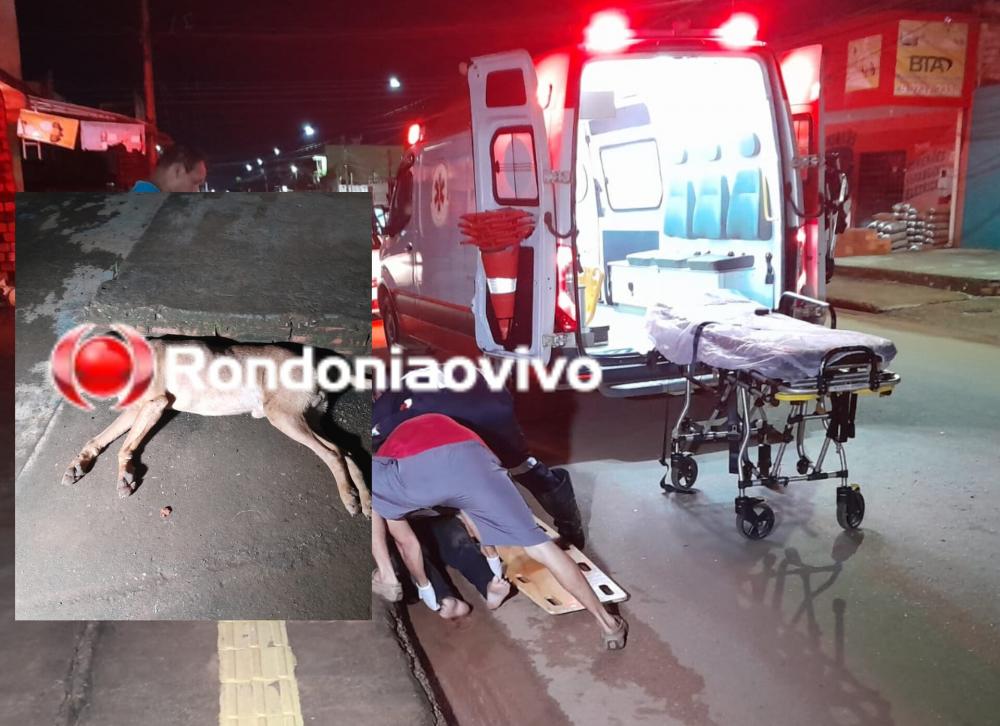 ENTROU NA FRENTE: 'Caramelo' morre atropelado após conseguir derrubar mulher de motocicleta