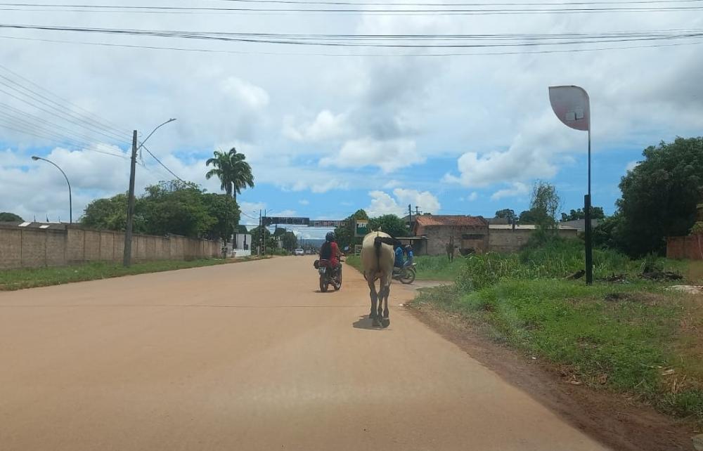 CAVALOS CONTINUAM SOLTOS PELAS AVENIDAS DO MUNICÍPIO DE GUAJARÁ-MIRIM.
