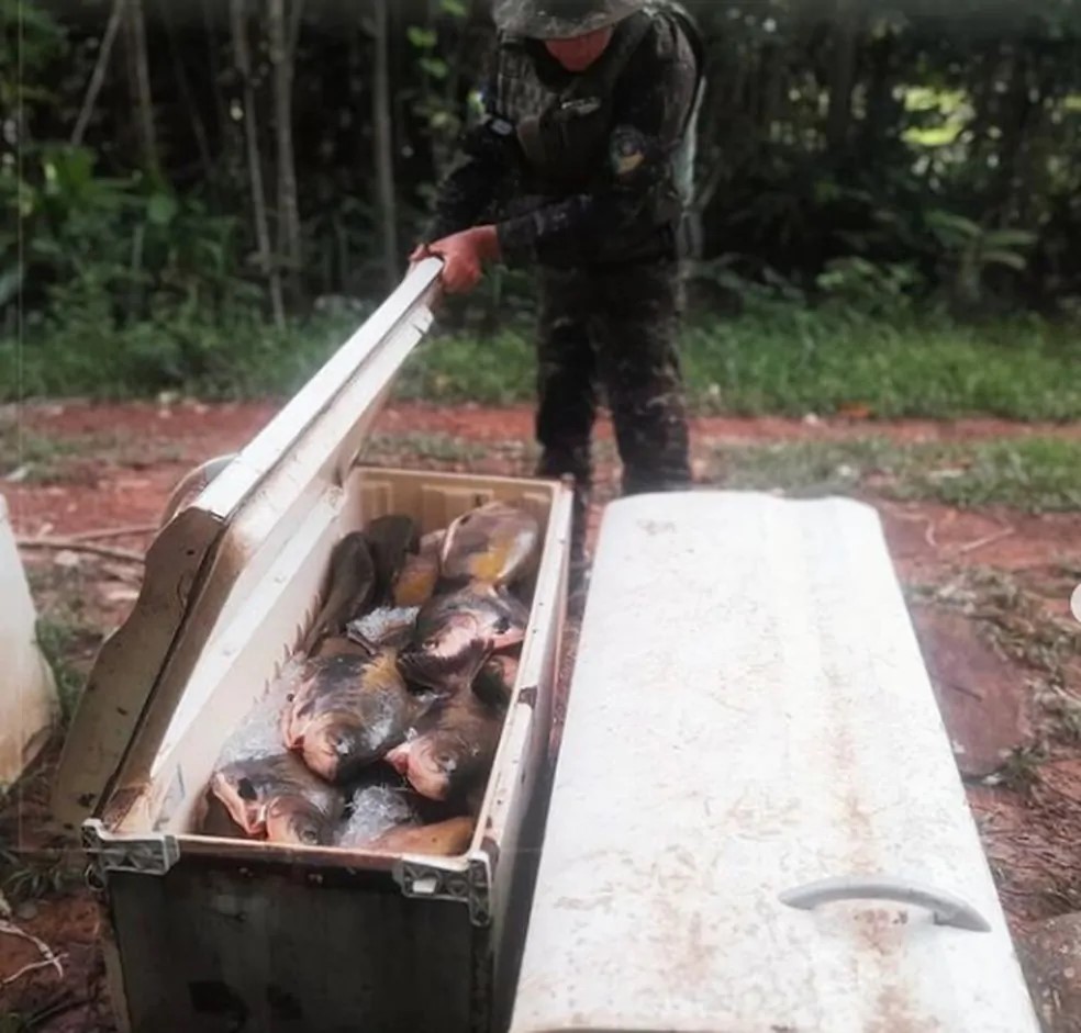 Mais de uma tonelada de pirarucu é apreendida em acampamento de pesca ilegal em Rondônia