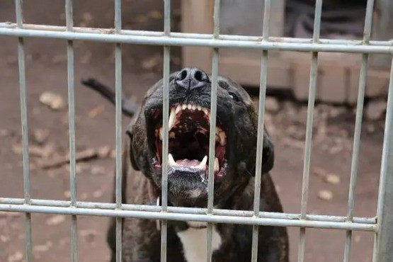 Pitbull ataca mais uma vez e idoso quase tem a mão decepada