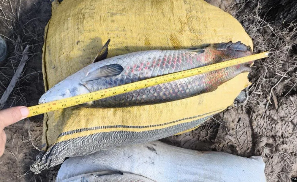 AMBIENTAL: OPERAÇÃO IARA INTERCEPTA PESCA ILEGAL NO RIO MUTUM