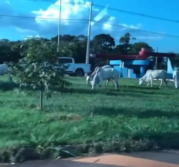 ANIMAIS SOLTOS EM FRENTE AO CAMPUS DA UNIR COLOCAM VIDAS EM RISCO EM GUAJARÁ-MIRIM.