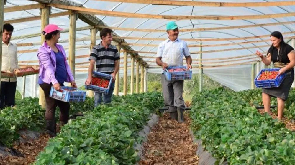Dra. Taíssa indica ao Idep curso de fruticultura para agricultores de Rondônia