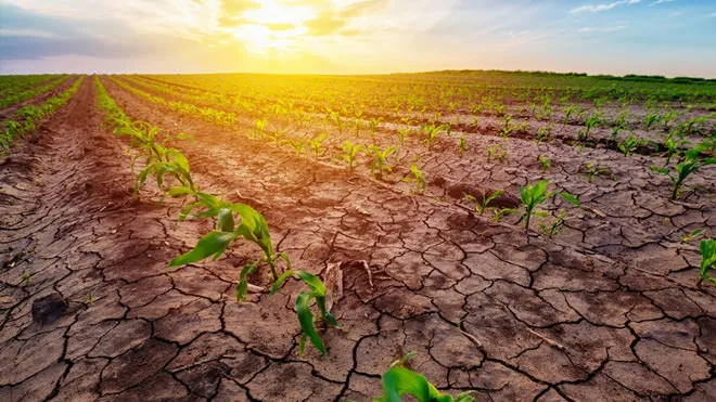 Dra. Taíssa busca informações sobre planos para enfrentamento da seca em Rondônia