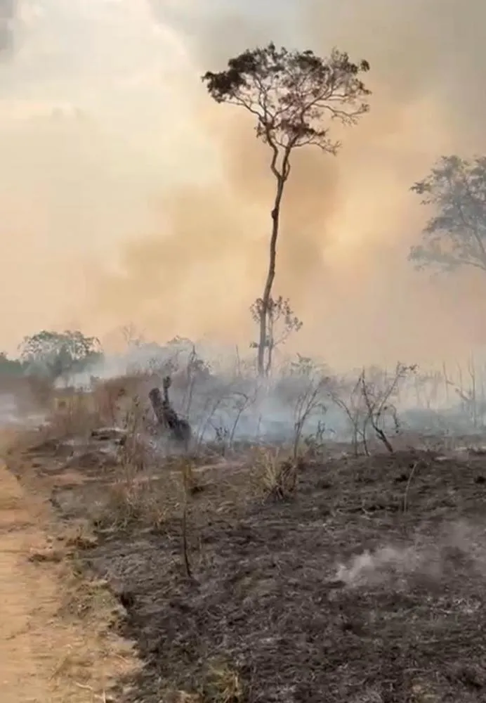 INCÊNDIOS CRIMINOSOS E IMPACTOS AMBIENTAIS NA BR-425, MUNICÍPIO DE NOVA MAMORÉ