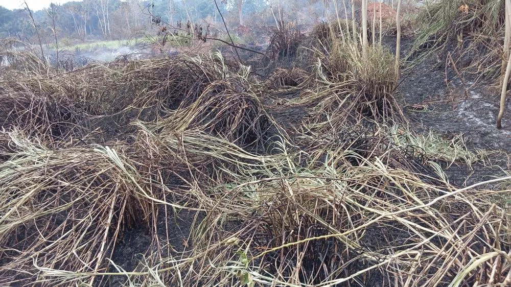 INCÊNDIO EM ÁREA ABANDONADA PREOCUPA MORADORES DO BAIRRO PRÓSPERO