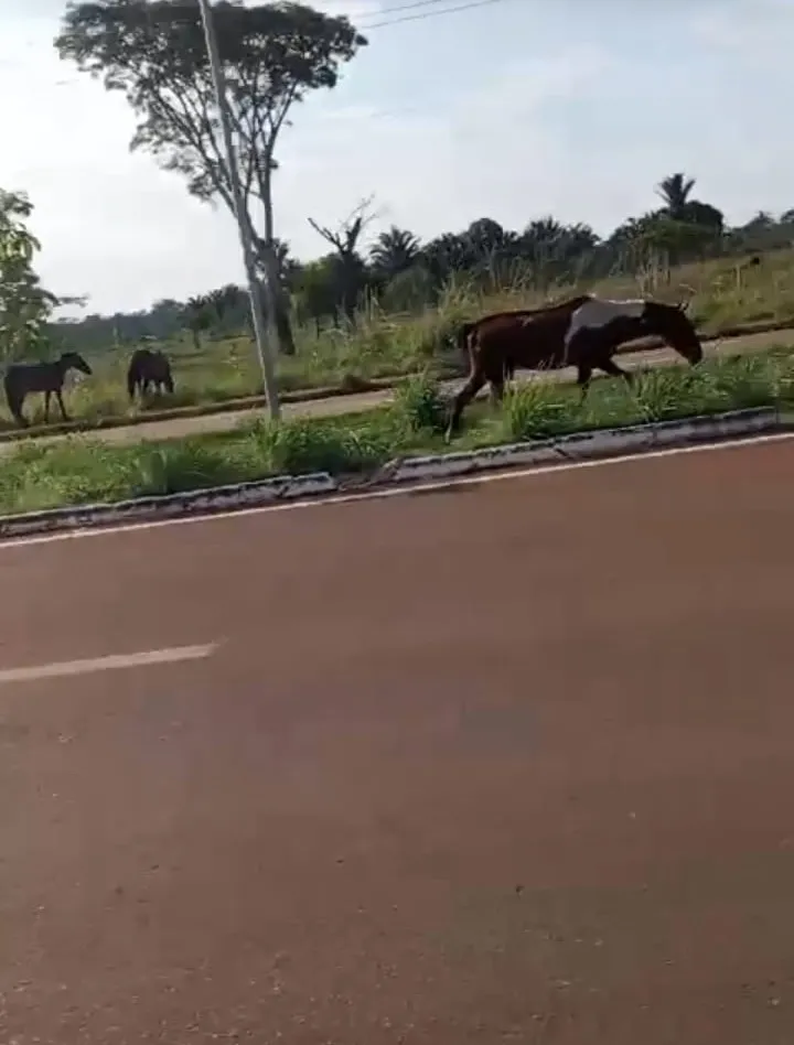 CAVALOS SOLTOS NA RODOVIA FEDERAL ENGENHEIRO ISAAC BENNESBY: UM PERIGO IGNORADO PELAS AUTORIDADES