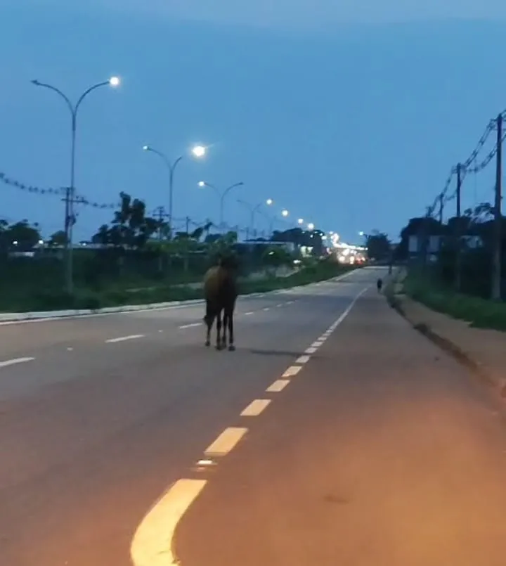 *CAVALOS PASTANDO NAS MARGENS DA BR-425: UM SINAL DE DESCASO EM GUAJARÁ-MIRIM*