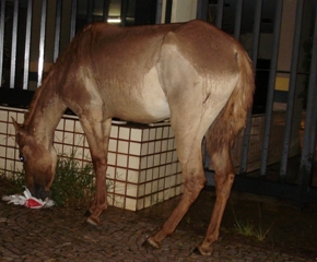 ZOOFILIA - Sitiante é detido por estar acariciando égua para uma possível transa