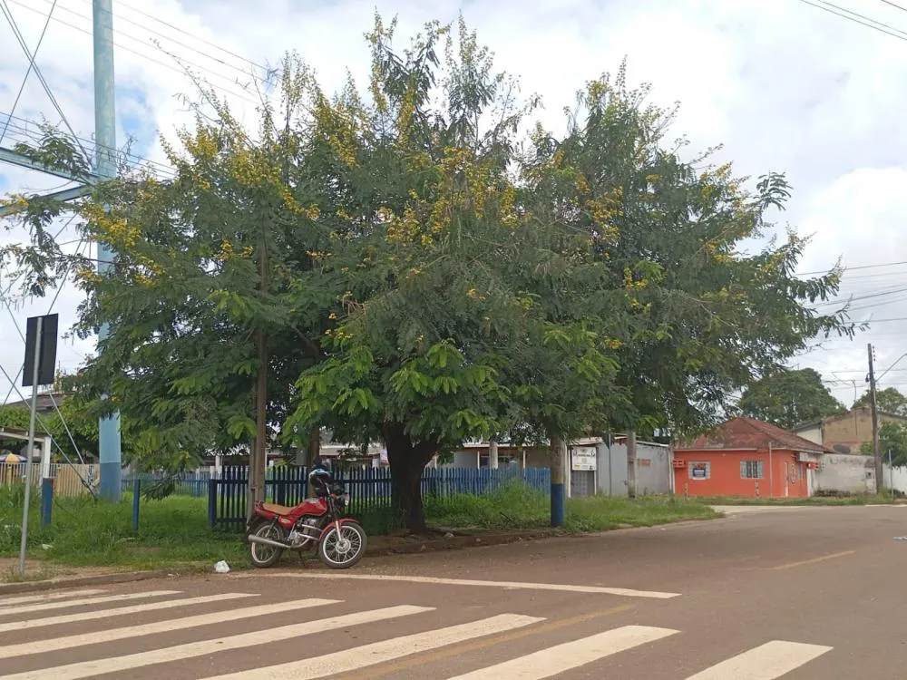 ÁRVORE PRECISA DE CUIDADOS URGENTES NO CENTRO DE GUAJARÁ-MIRIM