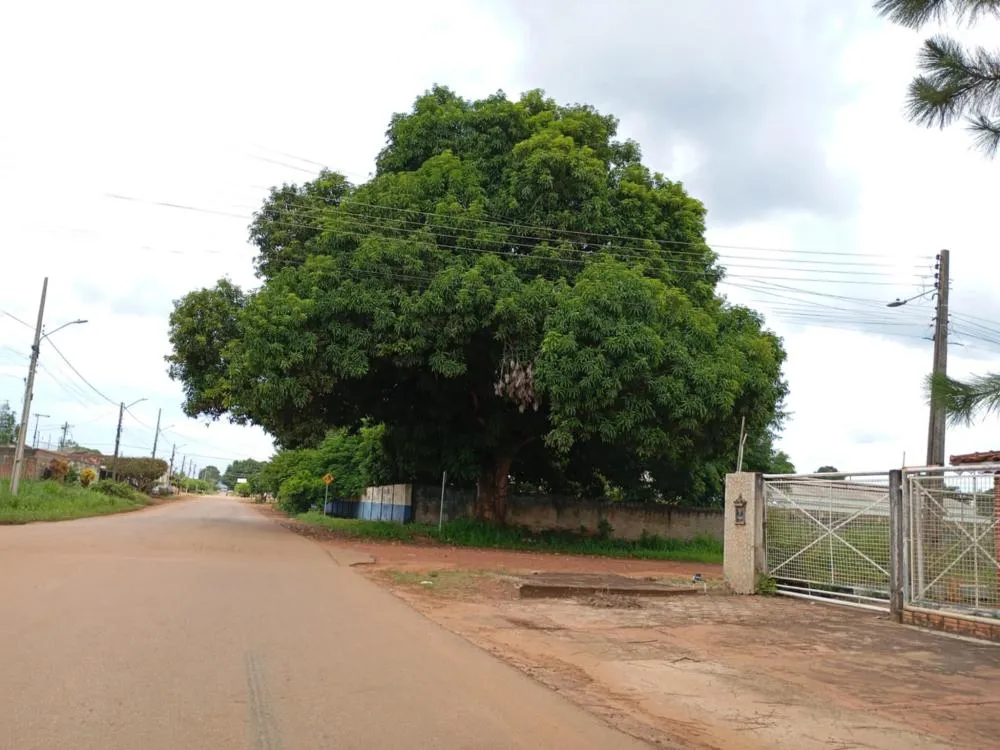*ÁRVORE IMENSA PREOCUPA MORADORES E PAIS DE ALUNOS EM GUAJARÁ-MIRIM*