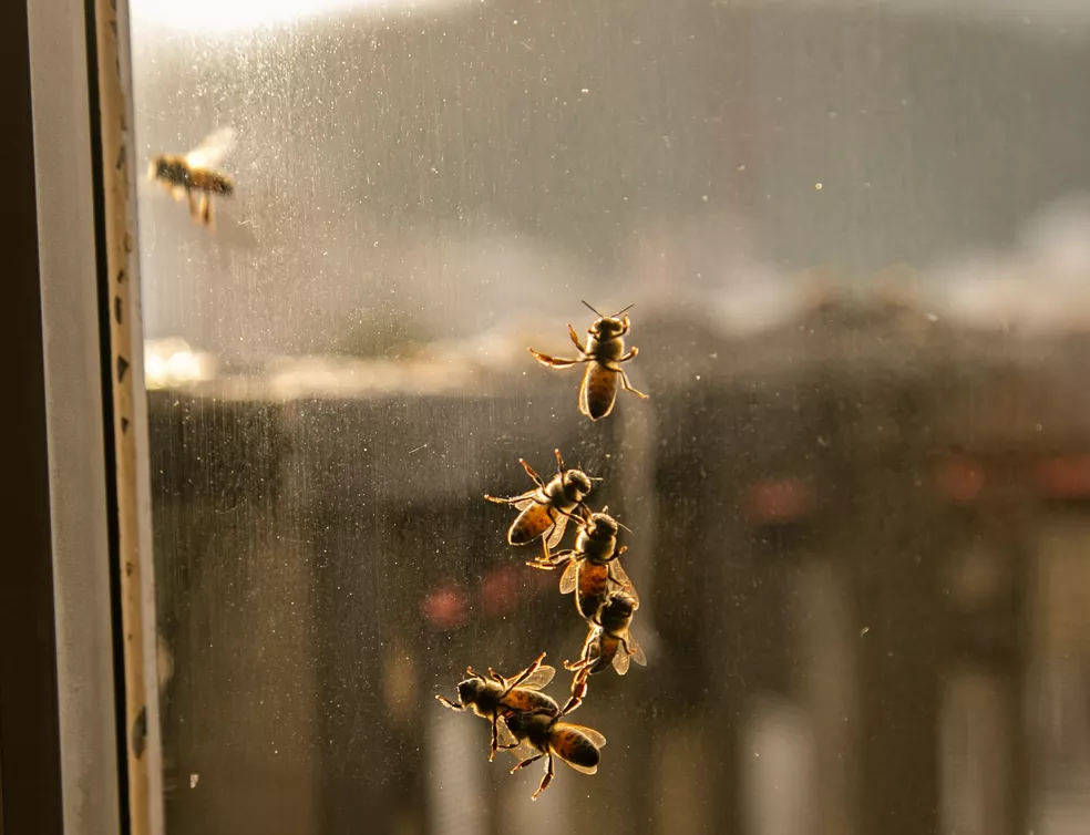 *PESSOAS SÃO FERIDAS POR ABELHAS EM UM MIRANTE ÀS MARGENS DO RIO MAMORÉ*