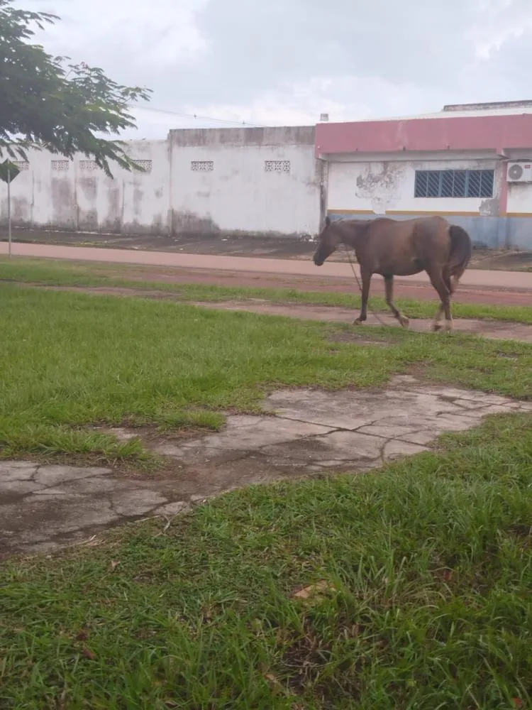CAVALOS SOLTOS EM GUAJARÁ-MIRIM: COMUNIDADE PEDE SOLUÇÕES URGENTES