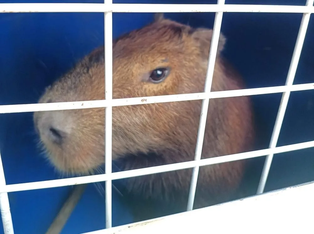 CORPO DE BOMBEIROS REALIZA RESGATE DE CAPIVARA EM GUAJARÁ-MIRIM