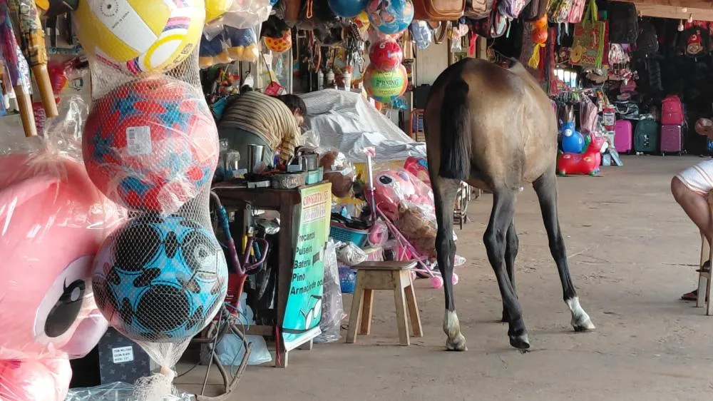COMERCIANTES DA FEIRA DOS BOLIVIANOS PEDEM PROVIDÊNCIAS SOBRE ANIMAIS SOLTOS EM GUAJARÁ-MIRIM