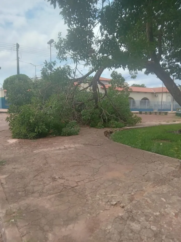 ÁRVORE ANTIGA CAI NA PRAÇA BARÃO DO RIO BRANCO E ALERTA PARA RISCOS DE OUTRAS EM GUAJARÁ-MIRIM