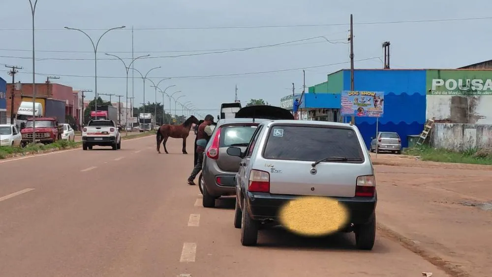 ANIMAIS SOLTOS VOLTAM A COLOCAR EM RISCO MOTORISTAS E PEDESTRES NA BR-425, EM GUAJARÁ-MIRIM