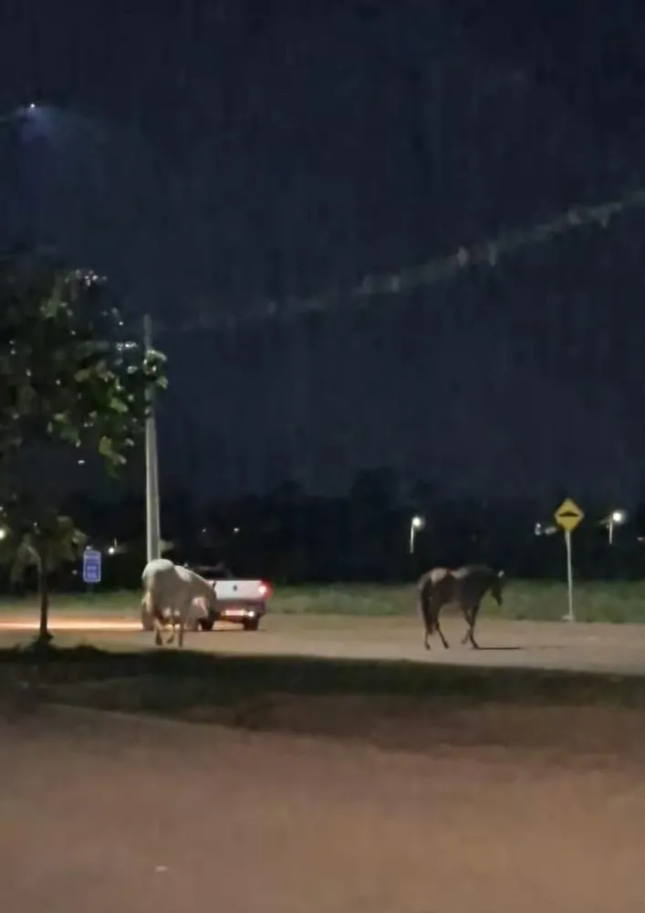 ANIMAIS SOLTOS CONTINUAM COLOCANDO EM RISCO MOTORISTAS NA RODOVIA FEDERAL ENGENHEIRO ISAAC BENNESBY, EM GUAJARÁ-MIRIM