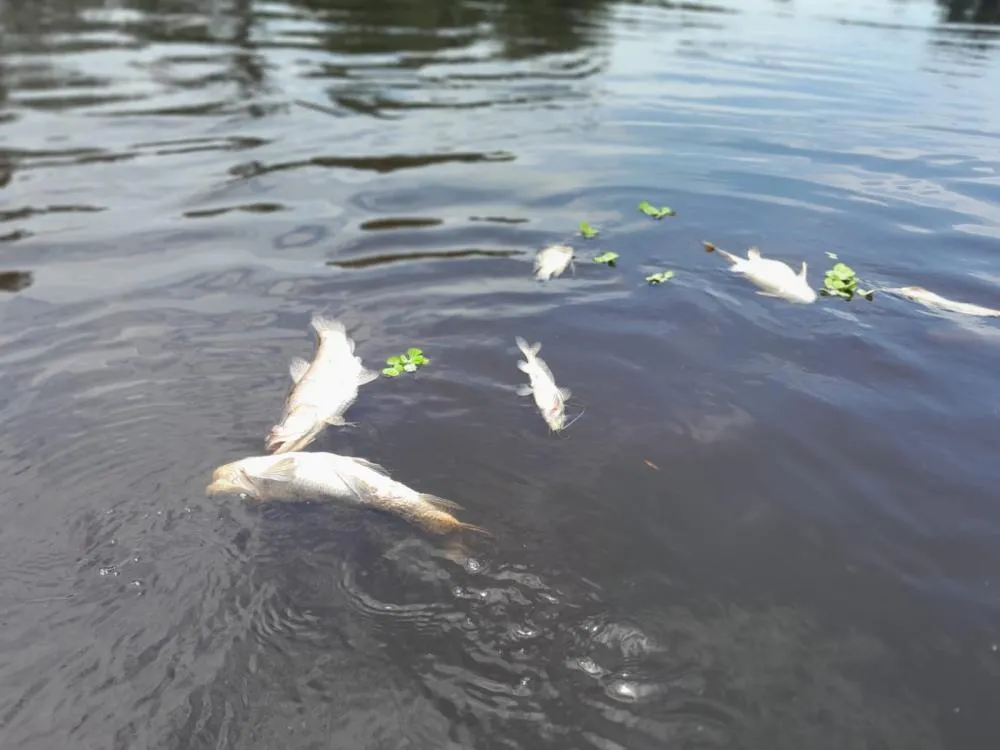 ASSOCIAÇÃO PRIMAVERA COBRA PROVIDÊNCIAS SOBRE MORTANDADE DE PEIXES NO RIO PACAÁS NOVOS