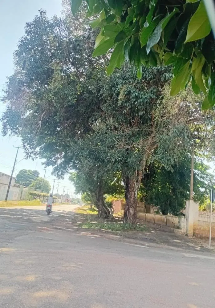 ÁRVORES GIGANTESCAS GERAM PREOCUPAÇÃO ENTRE MORADORES DO BAIRRO TAMANDARÉ
