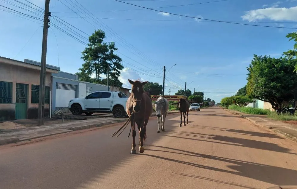 GUAJARÁ NOTÍCIAS FLAGRA ANIMAIS SOLTOS CIRCULANDO LIVREMENTE EM AVENIDAS DO BAIRRO LIBERDADE