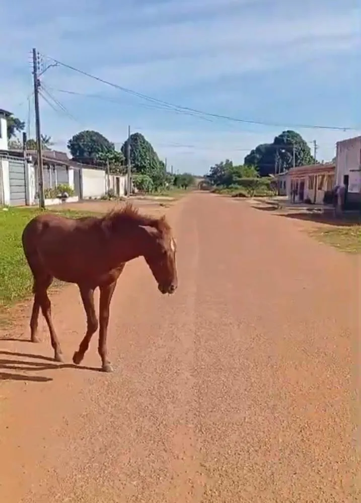 ANIMAIS SOLTOS VOLTAM A PREOCUPAR MORADORES NO SANTA LUZIA