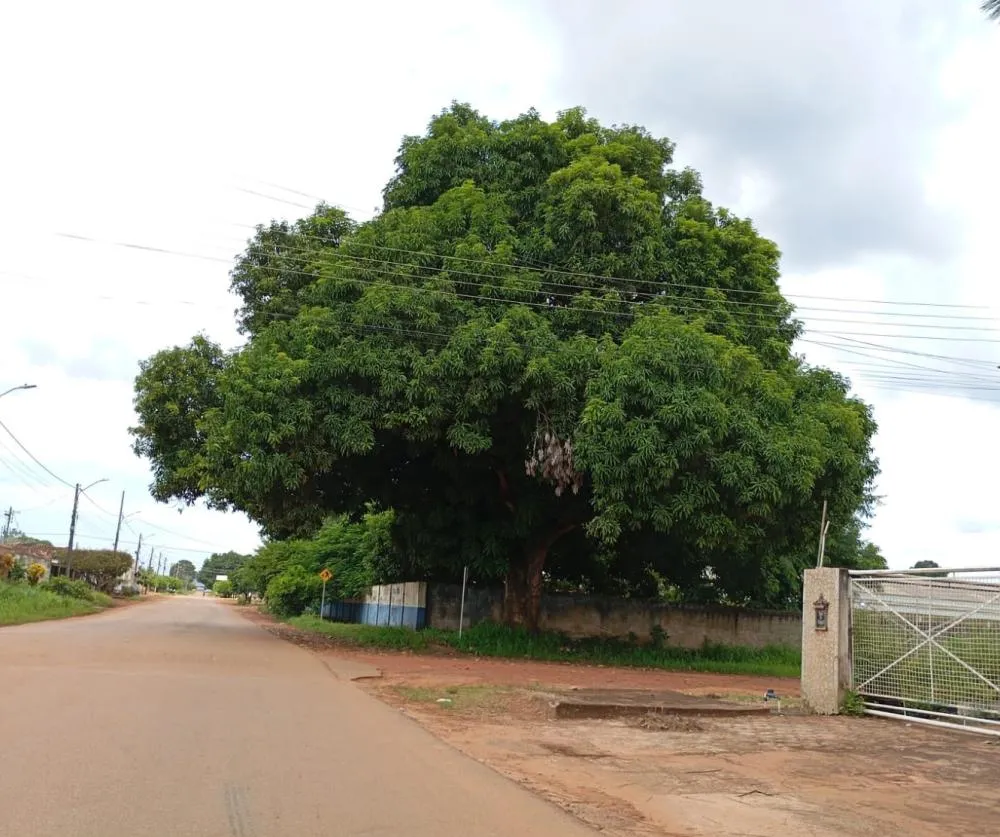 PAIS DE ALUNOS COBRAM AVALIAÇÃO TÉCNICA DE ÁRVORE DE GRANDE PORTE PRÓXIMA À ESCOLA FLORIZA BOUEZ