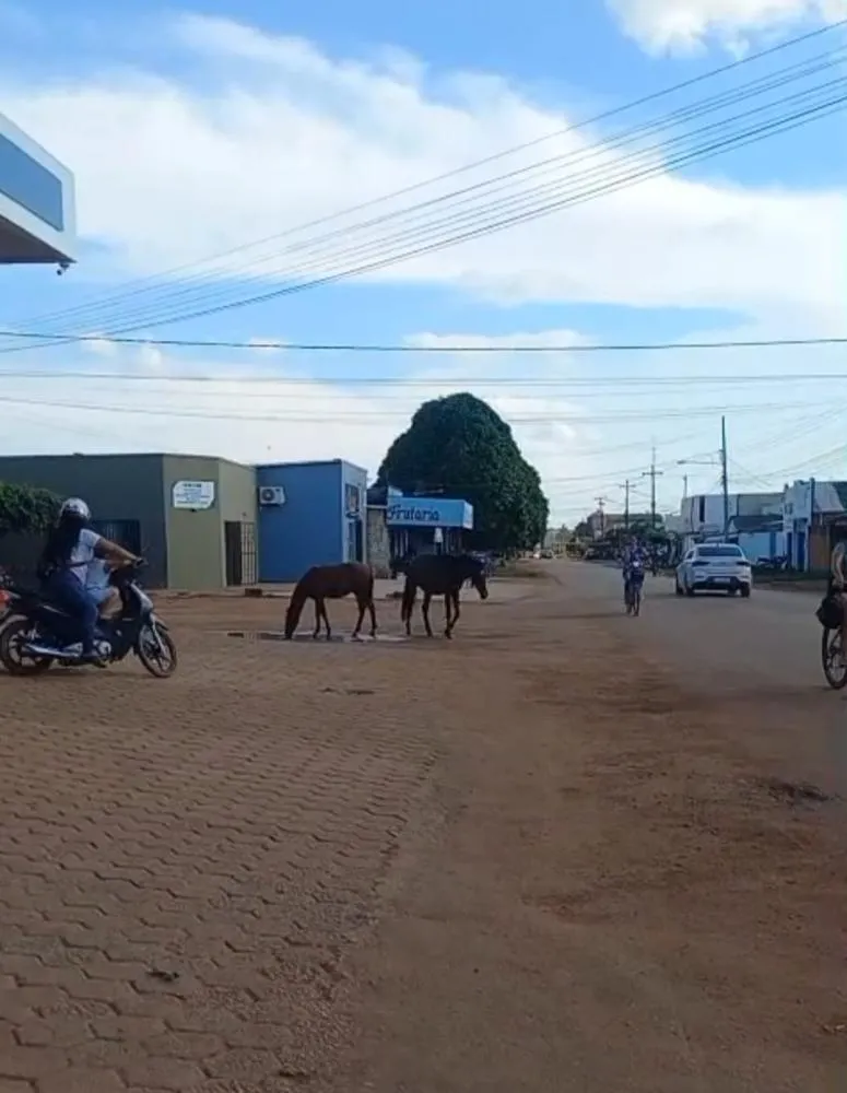 EQUINOS SOLTOS VOLTAM A SER FLAGRADOS EM VIAS URBANAS E REACENDEM DEBATE SOBRE SEGURANÇA EM GUAJARÁ-MIRIM