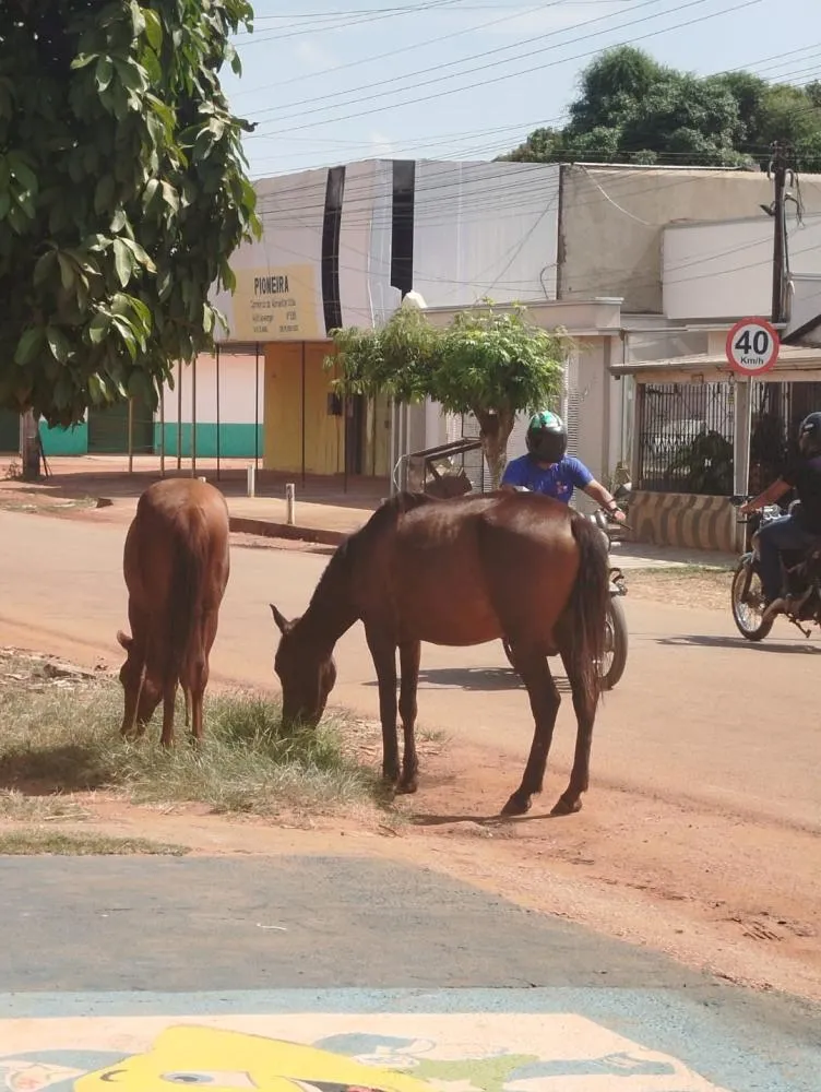 CAVALOS SÃO FLAGRADOS PASTANDO EM PLENA AVENIDA DR. LEWERGER E EXPÕEM MOTORISTAS A RISCO DE ACIDENTES