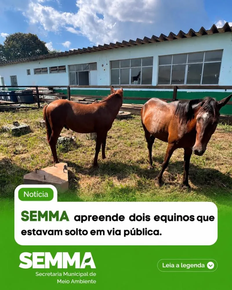 CAVALOS SOLTOS SÃO APREENDIDOS PELA SEMMA APÓS DENÚNCIA DO GUAJARÁ NOTÍCIAS EM GUAJARÁ-MIRIM