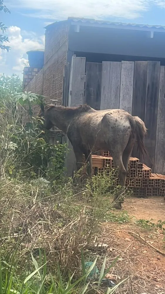  SEMMA APREENDE MAIS UM CAVALO SOLTO NAS RUAS DE GUAJARÁ-MIRIM