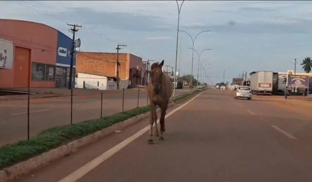 Divulgação