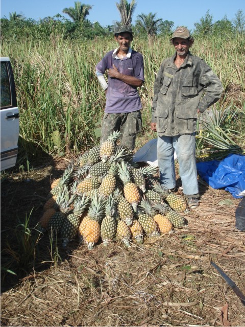 Agricultura familiar ganha destaque em Guajará-Mirim