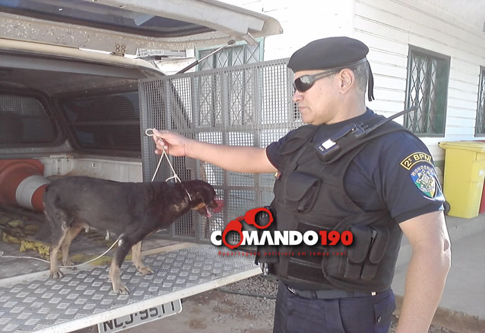 Homem é preso em flagrante enquanto praticava sexo com cadela - Veja fotos