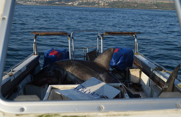 Tubarão de 500 kg pula dentro de barco na África do Sul
