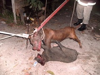 Cachorro PitBull invade residência e deixa família aterrorizada.