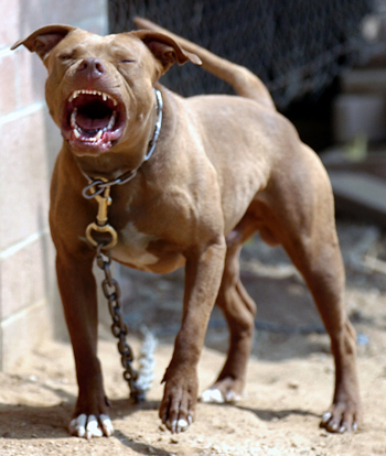 Cachorro PitBull ataca guarnição da PM e é morto em via pública.