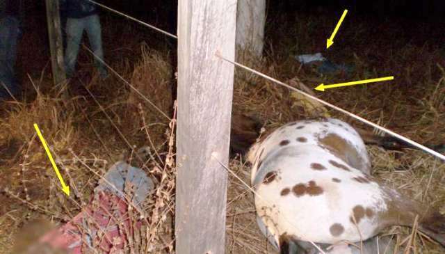 Pai e dois filhos morrem de choque elétrico em pasto de fazenda