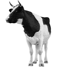 Vaca causa grave acidente na BR 421