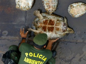 Polícia ambiental apreende tartarugas que estavam sendo criadas em cativeiro