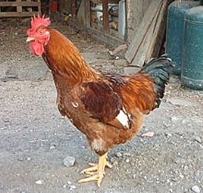 Galo é furtado de galinheiro no bairro Próspero.