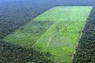 Câmara aprova Código Florestal e impõe derrota ao governo