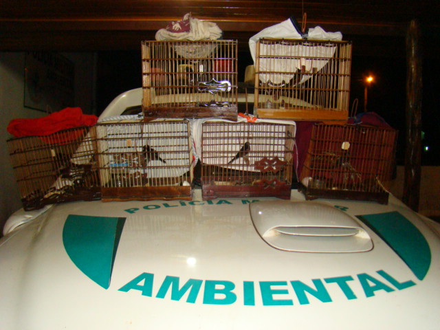Policia Ambiental apreende animais silvestres em Guajará-Mirim - Veja fotos