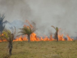 MEIO AMBIENTE ALERTA SOBRE QUEIMADAS