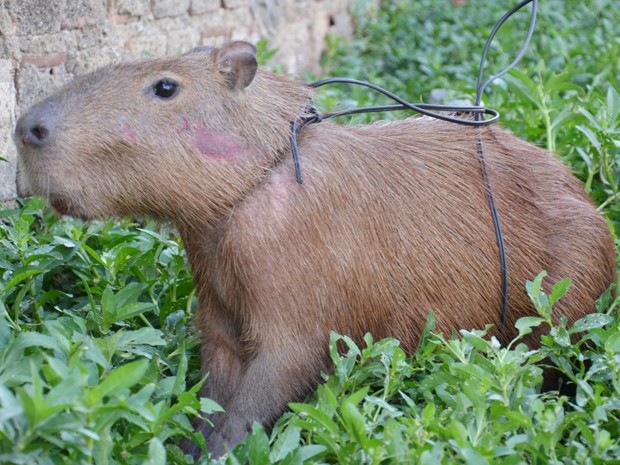 Capivara é capturada na cidade e devolvida a natureza em Guajará-Mirim - Fotos